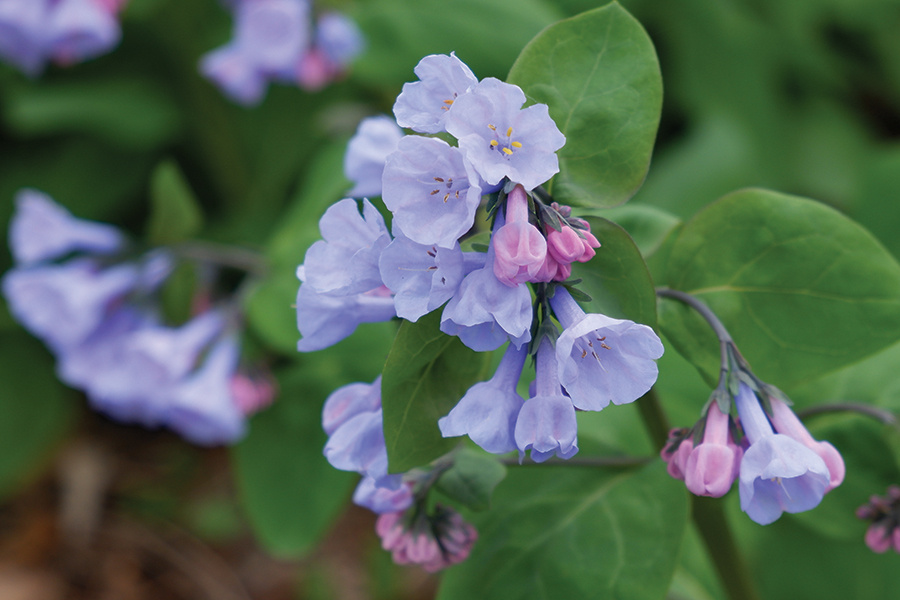 virginia-bluebells-AdobeStock-Betsy